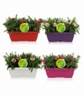 Dianthus