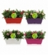 Dianthus