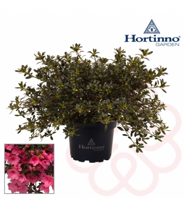 Azalea