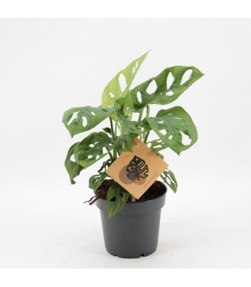 Monstera