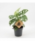 Monstera