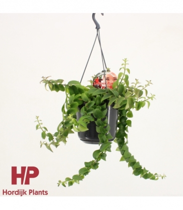 Aeschynanthus