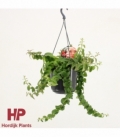 Aeschynanthus