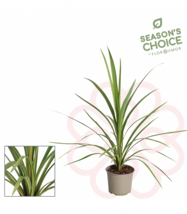 Cordyline