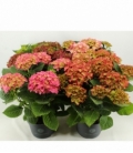 Hydrangea