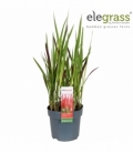 Imperata