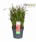 Imperata