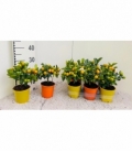 Citrus