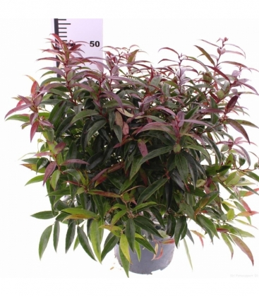 Leucothoe