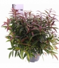 Leucothoe