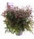 Leucothoe