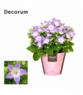 Campanula