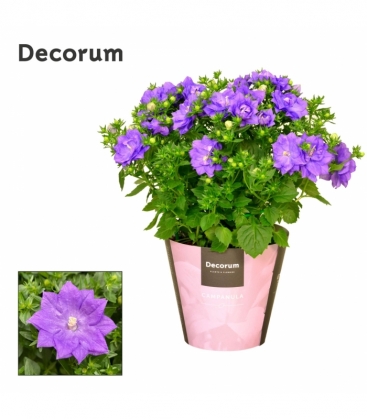 Campanula