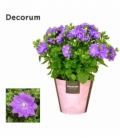 Campanula
