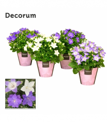 Campanula