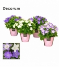 Campanula