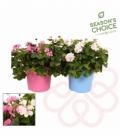 Pelargonium