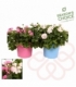 Pelargonium