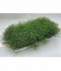 Gypsophila