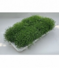 Gypsophila
