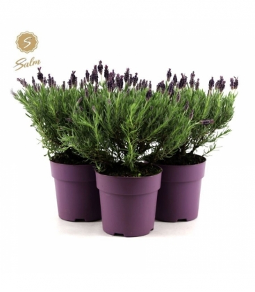 Lavandula