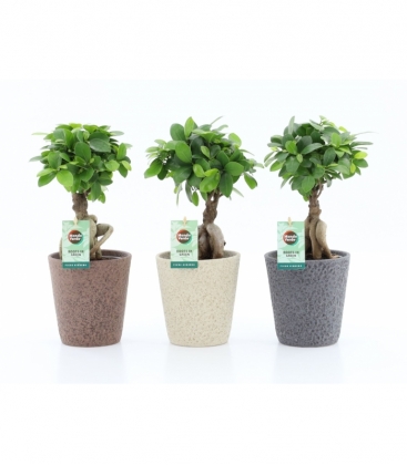 Ficus
