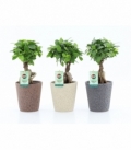 Ficus