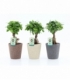 Ficus