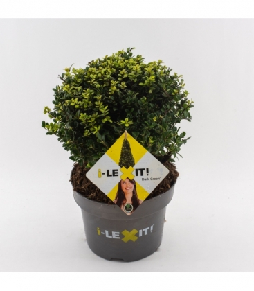 Ilex