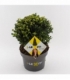 Ilex