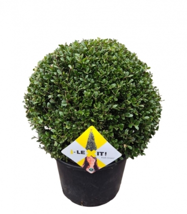 Ilex