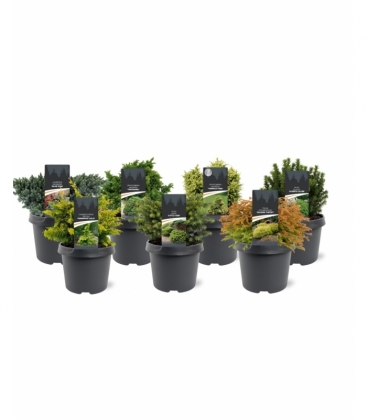 conifers
