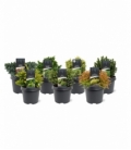 conifers