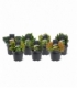 conifers
