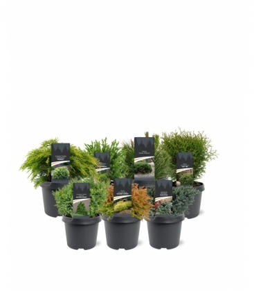 conifers