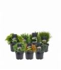 conifers