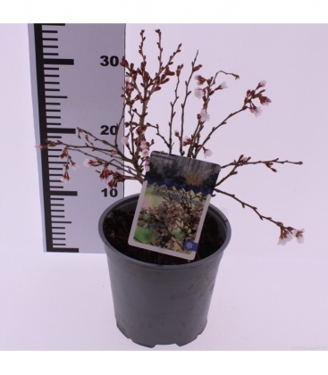 Prunus