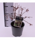Prunus