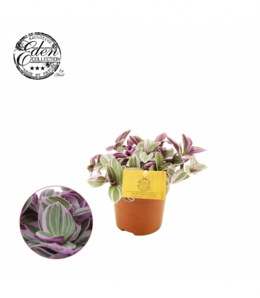 Tradescantia
