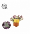 Tradescantia