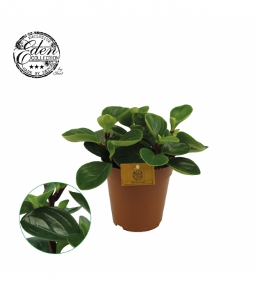 Peperomia