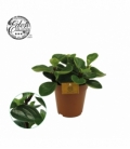 Peperomia