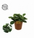 Peperomia
