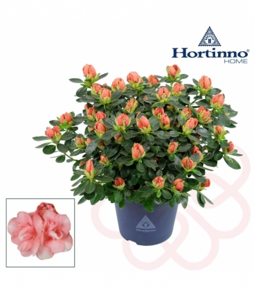 Azalea