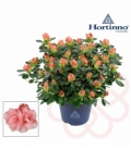 Azalea