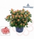 Azalea
