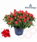 Azalea