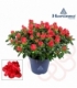 Azalea