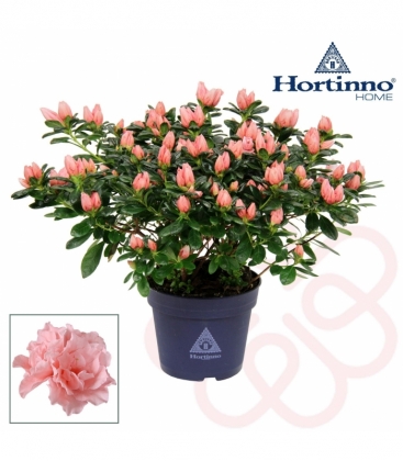 Azalea
