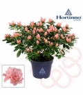Azalea